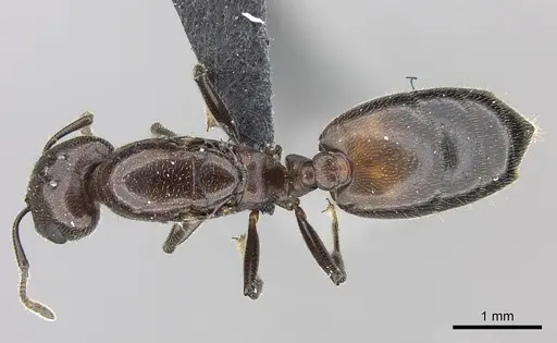 Crematogaster tricolor - CASENT0120949