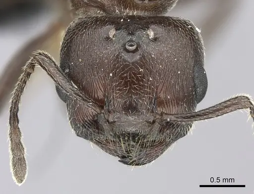 Crematogaster tricolor - CASENT0120949