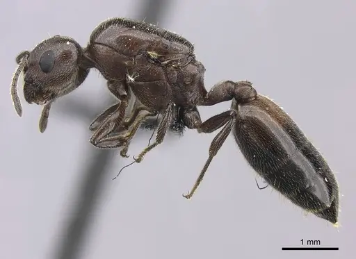 Crematogaster tricolor - CASENT0120949