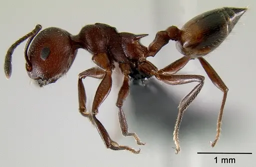 Crematogaster tricolor - CASENT0121078