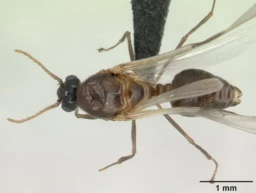 Crematogaster tricolor - CASENT0136505