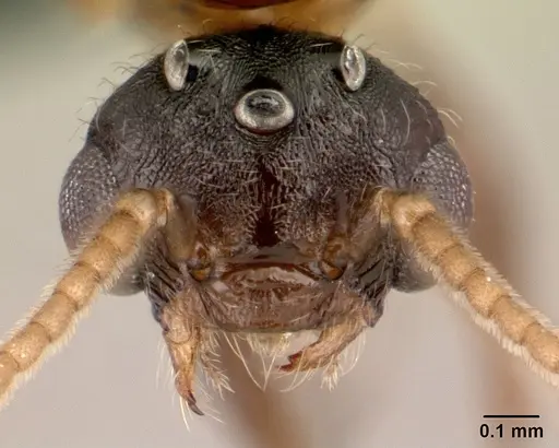 Crematogaster tricolor - CASENT0136505