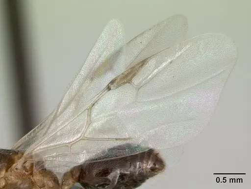 Crematogaster tricolor - CASENT0136505