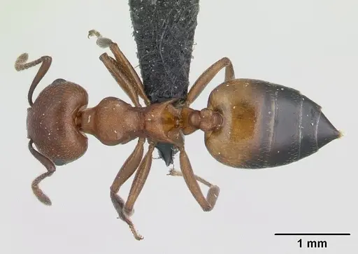 Crematogaster tricolor - CASENT0178194