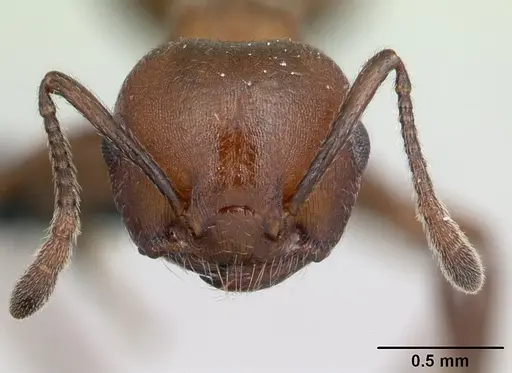 Crematogaster tricolor - CASENT0178194
