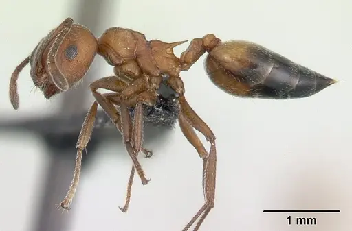 Crematogaster tricolor - CASENT0178194
