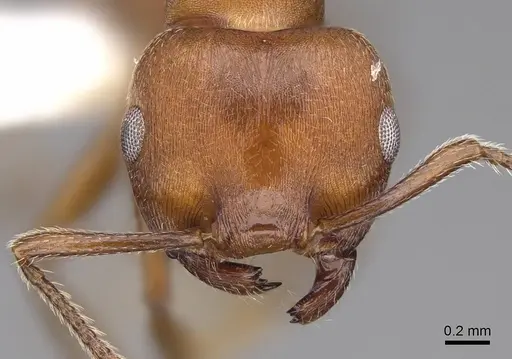 Crematogaster tricolor - CASENT0922647