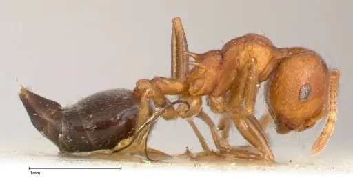 Crematogaster tricolor - FOCOL0428-3