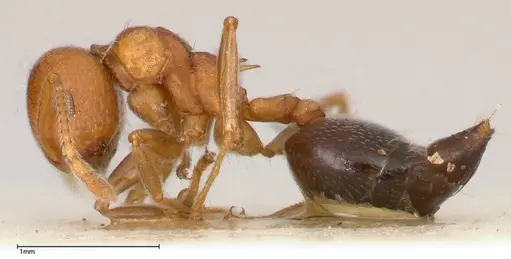 Crematogaster tricolor - FOCOL0428-3