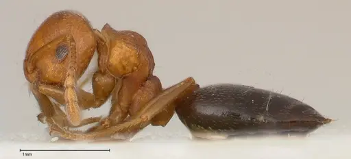 Crematogaster tricolor - FOCOL0428-4