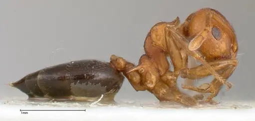 Crematogaster tricolor - FOCOL0428-4