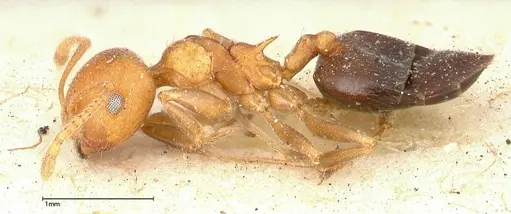 Crematogaster tricolor - FOCOL0429