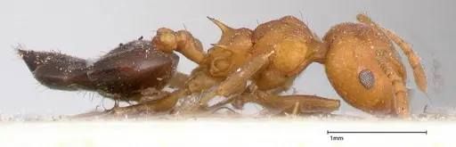 Crematogaster tricolor - FOCOL0429