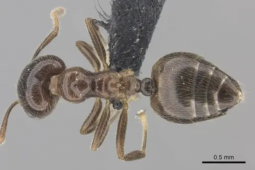 Crematogaster tsisitsilo specimen