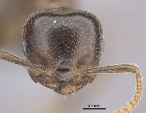 Crematogaster tsisitsilo specimen