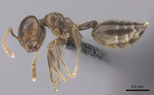 Crematogaster tsisitsilo specimen