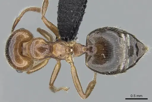 Crematogaster tsisitsilo - CASENT0120279