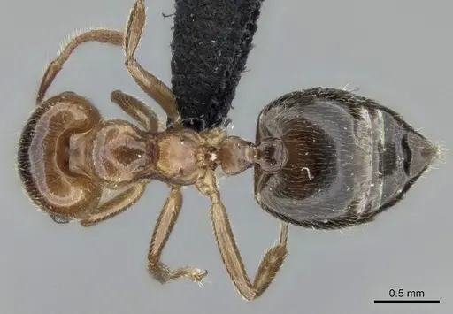 Crematogaster tsisitsilo - CASENT0120279