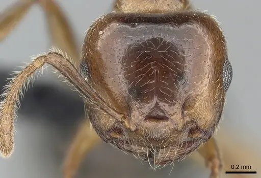 Crematogaster tsisitsilo - CASENT0120279