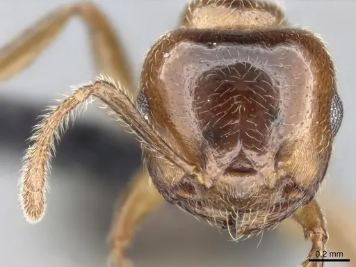 Crematogaster tsisitsilo - CASENT0120279