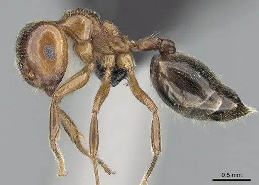 Crematogaster tsisitsilo - CASENT0120279