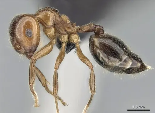 Crematogaster tsisitsilo - CASENT0120279