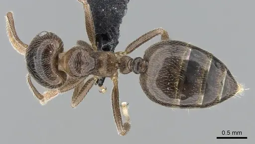 Crematogaster tsisitsilo - CASENT0317686