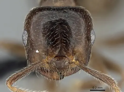 Crematogaster tsisitsilo - CASENT0317686