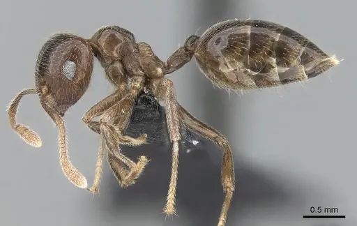 Crematogaster tsisitsilo - CASENT0317686