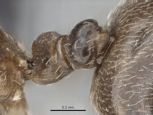 Crematogaster tsisitsilo - CASENT0317686