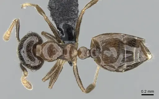 Crematogaster tsisitsilo - CASENT0317689