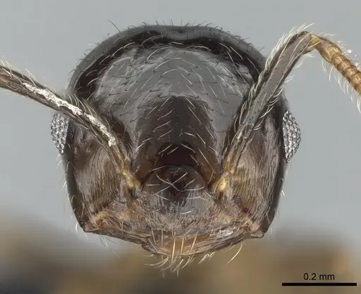 Crematogaster tsisitsilo - CASENT0317689