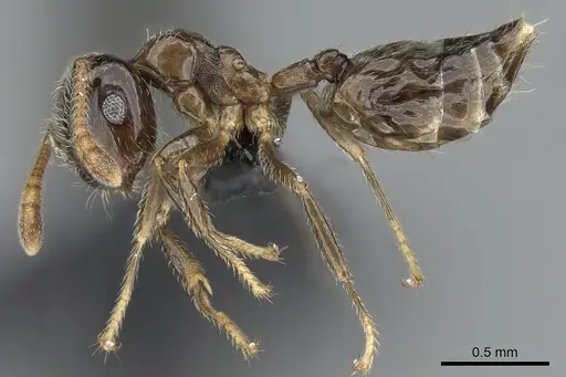 Crematogaster tsisitsilo - CASENT0317689