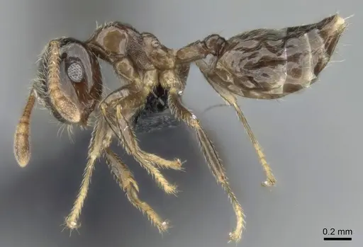 Crematogaster tsisitsilo - CASENT0317689