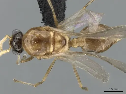 Crematogaster tsisitsilo - CASENT0317695