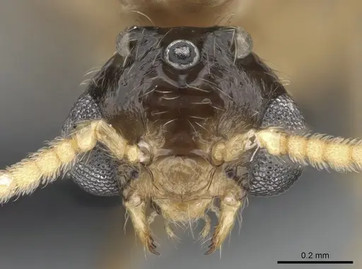 Crematogaster tsisitsilo - CASENT0317695