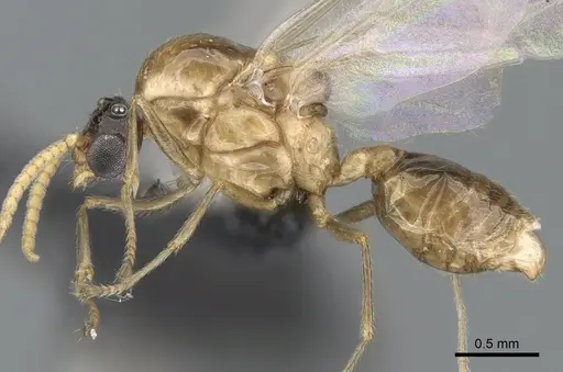 Crematogaster tsisitsilo - CASENT0317695