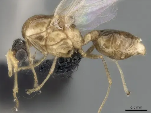 Crematogaster tsisitsilo - CASENT0317695