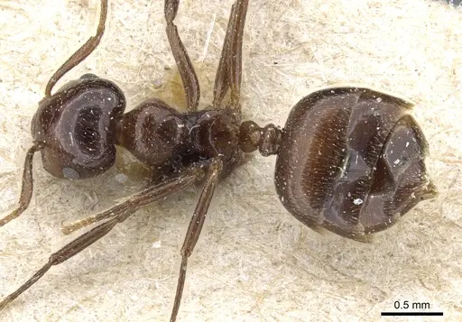 Crematogaster tumidula specimen