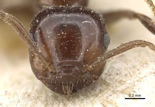 Crematogaster tumidula specimen