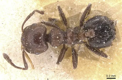 Crematogaster unciata specimen