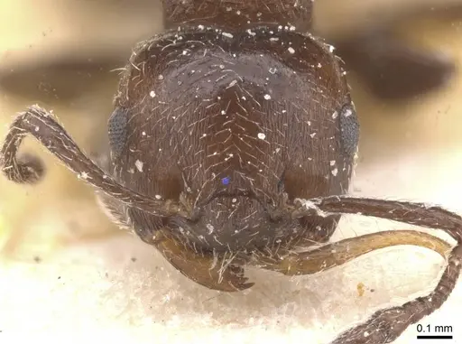 Crematogaster unciata specimen