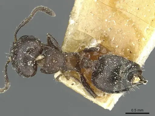 Crematogaster uruguayensis specimen