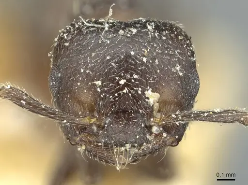 Crematogaster uruguayensis specimen