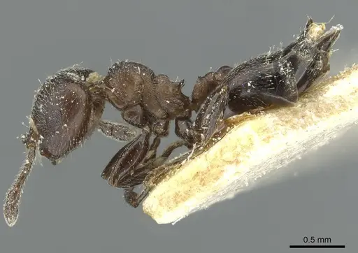 Crematogaster uruguayensis specimen