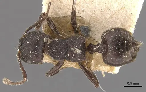 Crematogaster vacca specimen