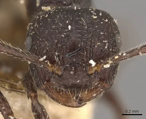 Crematogaster vacca specimen