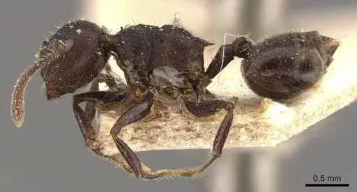 Crematogaster vacca specimen