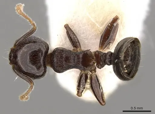 Crematogaster vagula specimen