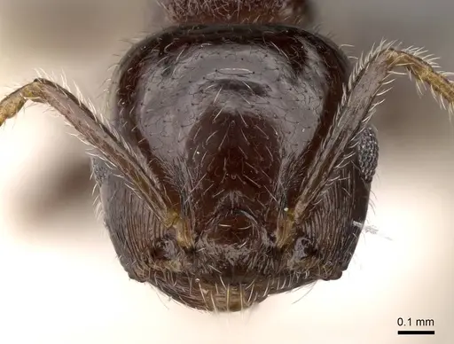 Crematogaster vagula specimen